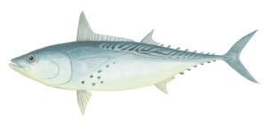 Catch amazing fish with MSFishingCharter.com 9-Ball Fishing Charter best fishing south mississippi gulf port, long beach, biloxi