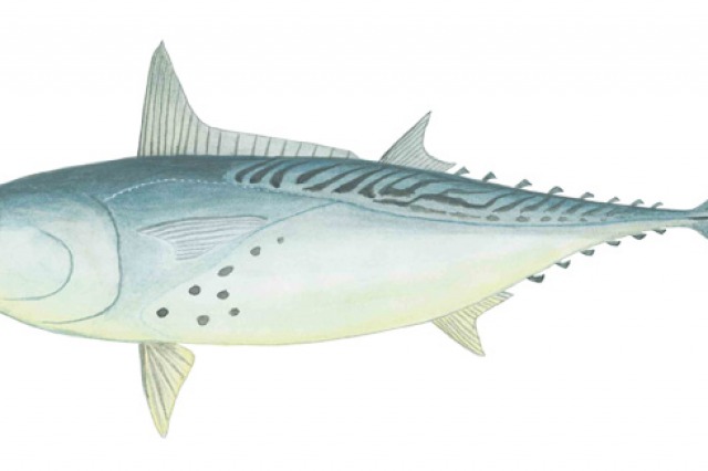 Catch amazing fish with MSFishingCharter.com 9-Ball Fishing Charter best fishing south mississippi gulf port, long beach, biloxi