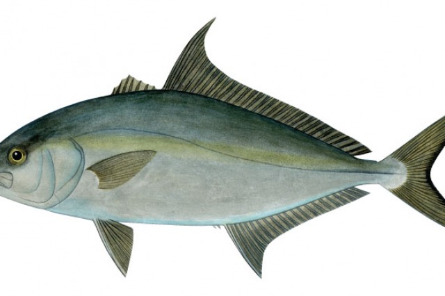 Catch amazing fish with MSFishingCharter.com 9-Ball Fishing Charter best fishing south mississippi gulf port, long beach, biloxi