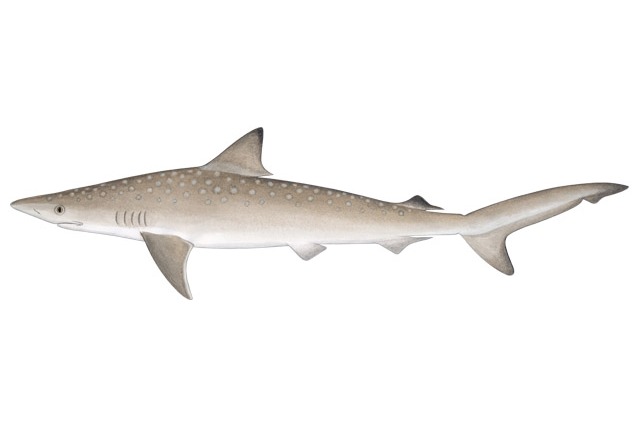 Catch amazing fish with MSFishingCharter.com 9-Ball Fishing Charter best fishing south mississippi gulf port, long beach, biloxi