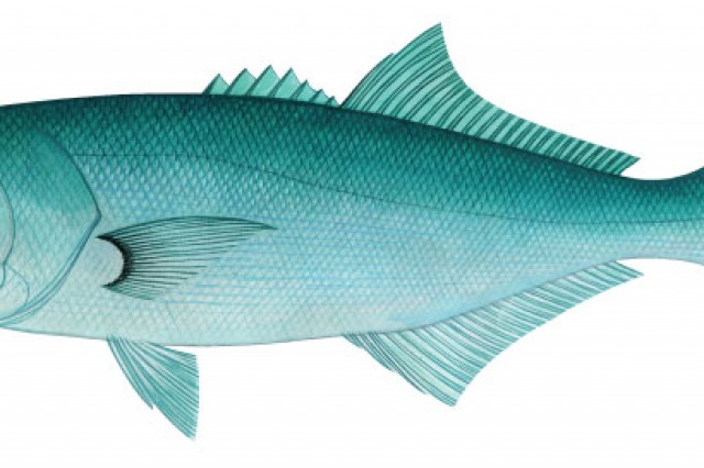 Catch amazing fish with MSFishingCharter.com 9-Ball Fishing Charter best fishing south mississippi gulf port, long beach, biloxi