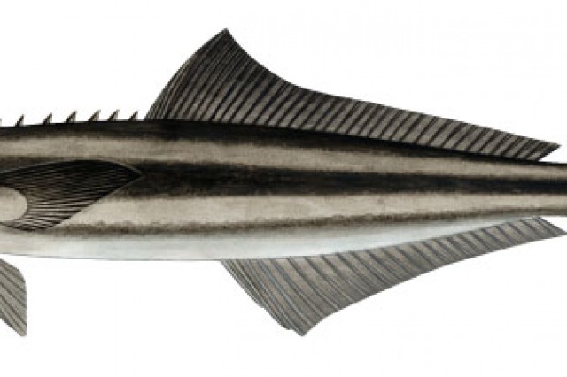 Catch amazing fish with MSFishingCharter.com 9-Ball Fishing Charter best fishing south mississippi gulf port, long beach, biloxi