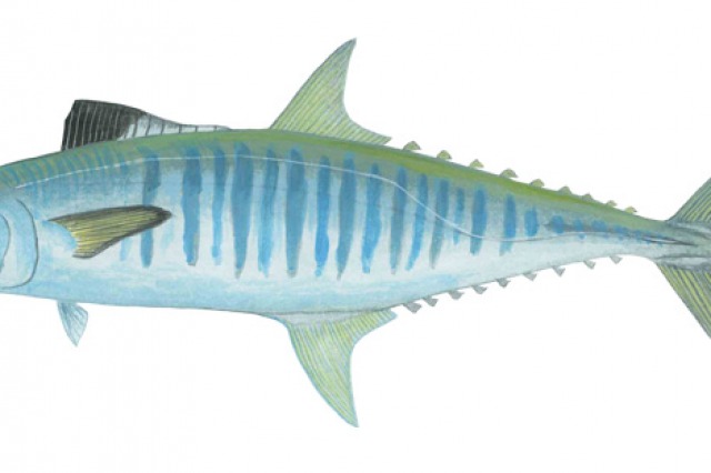 Catch amazing fish with MSFishingCharter.com 9-Ball Fishing Charter best fishing south mississippi gulf port, long beach, biloxi