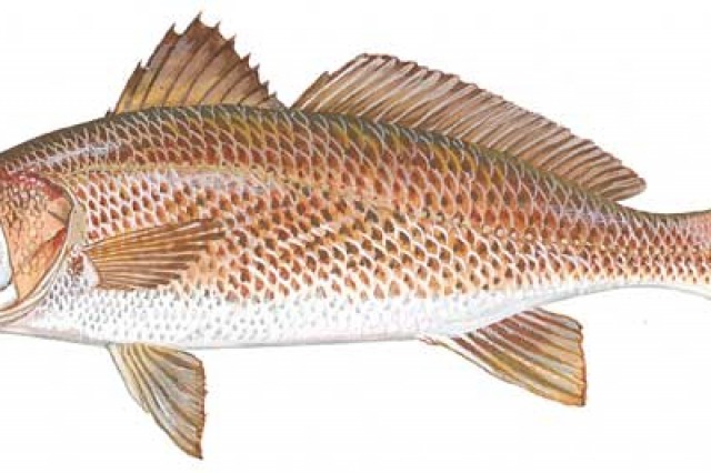 Catch amazing fish with MSFishingCharter.com 9-Ball Fishing Charter best fishing south mississippi gulf port, long beach, biloxi