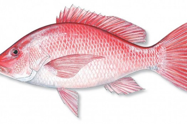 Catch amazing fish with MSFishingCharter.com 9-Ball Fishing Charter best fishing south mississippi gulf port, long beach, biloxi