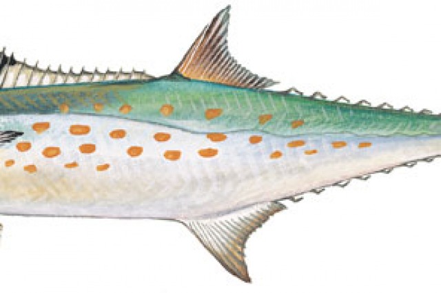 Catch amazing fish with MSFishingCharter.com 9-Ball Fishing Charter best fishing south mississippi gulf port, long beach, biloxi