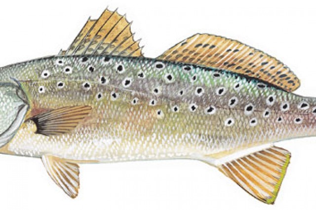 Catch amazing fish with MSFishingCharter.com 9-Ball Fishing Charter best fishing south mississippi gulf port, long beach, biloxi