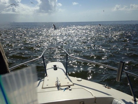 13606727_10154340388396913_1778093163399919136_n